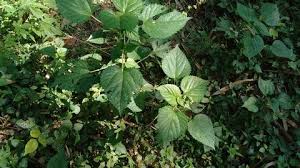 Image result for Laportea ovalifolia