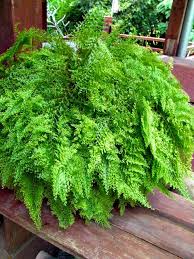 Image result for Nephrolepis