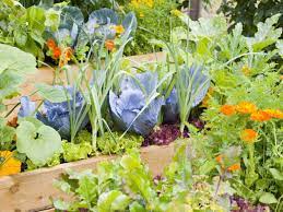 Grow your own kitchen garden. How To Increase The Yield In Kitchen Garden Or Terrace Garden