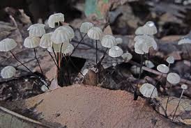Image result for Marasmius opacus