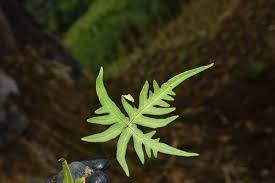 Image result for Aleuritopteris welwitschii