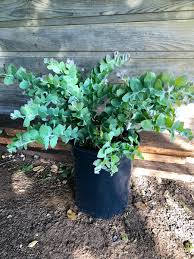 Image result for Acacia podalyriifolia