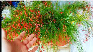 Firecracker Plant Russellia Equisetiformis Hummingbird Magnet Hummingbird Plants Flowering House Plants Plants