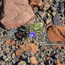 Image result for Aptosimum