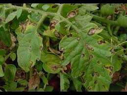 Image result for tomato seedling early blight