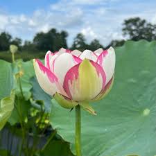 Image result for Lotus discolor