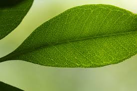 Image result for Vepris