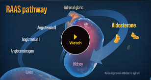 Image result for Aldosterone