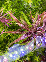 Image result for Hygrophila uliginosa