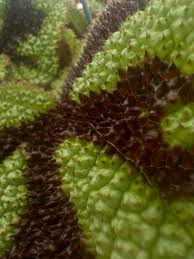 Image result for Begonia princeae