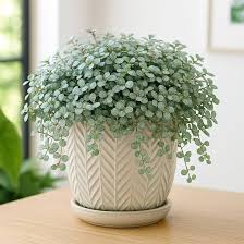 Image result for Pilea johnstonii
