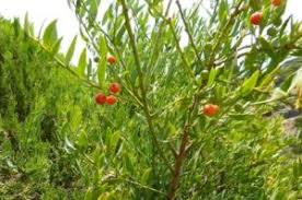 Image result for Osyris