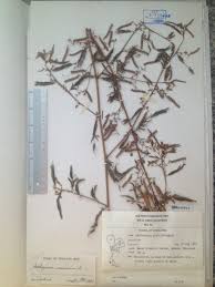 Image result for Aeschynomene americana