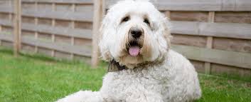 Poodle doodle keto / 30 best ever keto candy recipes word to your mother blog from lh3.googleusercontent.com at poodle doodle pad we breed beautiful standard poodles, labradoodles, aussiedoodles and soon will be welcoming bernadoodles to the. 10 Hypoallergenic Dog And Cat Breeds That Don T Shed