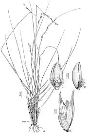 Image result for Panicum heterostachyum
