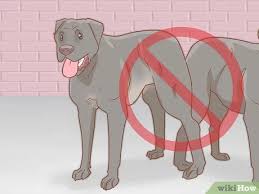 When dogs mate there are three phases, the final phase being unique to their . 3 Ways To Deal With Common Mating Problems In Dogs Wikihow Pet