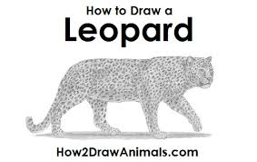Who was the real jackie collins? How To Draw A Leopard