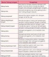 Tulang ini sering terdapat dalam anggota gerak. Nama Tulang Lengan Dan Fungsinya Tulang Hasta Tulang Atas Tulang Pengumpil Hingga Tulang Jari Kaki Laman 2 Dari 2 Semangat News