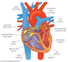 In fact, it is a device that needs to be implanted in patients that suffer from significant low heart rate (bradycardia), and sometimes in case of disrupted heart rhythm (arrhythmia). Pacemaker Natural Cardiac Britannica