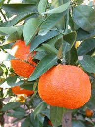 Ortanique Orange Citrus X Ortanique A Hybrid Of Sweet Orange And Tangerine Arbre Fruitier Fruits Et Legumes Fruits