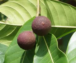 Image result for Moraceae