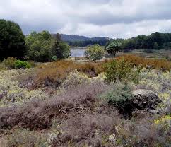 Image result for Stoebe vulgaris