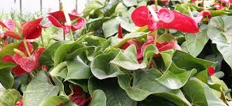 Son coloris rouge foncé est parfait pour créer un camaïeu de rouge dans votre jardin. Plantes Fleuries Ou Plantes Vertes Apporter De La Couleur Dans Son Interieur