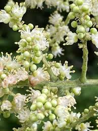 Image result for Sapindus saponaria