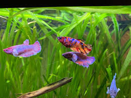 Female Betta Tank Betta Fish Betta Tank Betta Fish Types