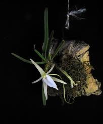 Image result for Angraecum