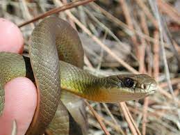 Western Yellow Bellied Racer Coluber Constrictor Mormon Amphibians Reptiles Reptiles And Amphibians
