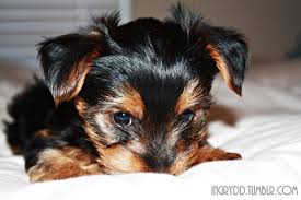 Another common black and brown breed you may think of right away is the impressive german shepherd. Bed Black Brown Puppy Yorkie Favim Com 180654 Is That Mishayla