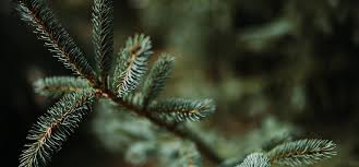 In fact, they're so small (up to 1/20) that they're often difficult to see without a magnifying. Spruce Spider Mite The Christmas Tree Killer Ehrlich Pest Control Blog