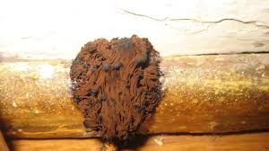 One of the biggest causes of mold in the basement is flooding. Brown Mold Facts Appearance Risks And How To Remove It