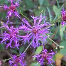 Image result for Vernonia rosenii