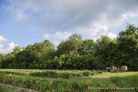 House plants, succulents & cacti. Creole Tomato Farmer Keeps Family South Louisiana Tradition Alive For Now Where Nola Eats Nola Com