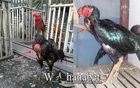 Kebanyakan, mata berair tidak membutuhkan perawatan khusus karena dapat membaik dengan sendirinya. Cara Menghilangkan Cairan Di Dada Ayam Aduan Menghilangkan Masalah