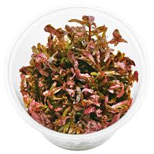 Image result for Rotala capensis