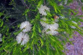 Image result for Melaleuca ericifolia