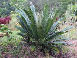 Image result for Cyathula natalensis