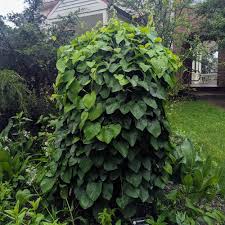 Image result for Aristolochia
