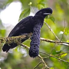 Birds That Start With Letter I 11 Fascinating Animals That Start With The Letter U Pet Birds Weird Birds Animals