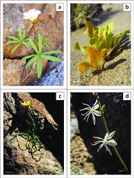 Image result for Ozoroa homblei