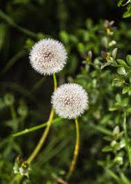 Image result for Taraxacum sp.