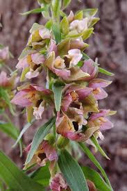 Image result for Paranecepsia alchorneifolia