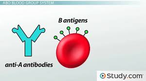 blood types abo system red blood cell antigens blood groups