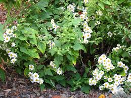 Montanoa bipinnatifida was first described and the name validly published by karl sigismund kunth but was revised and reclassified by karl. Montanoa Planter Et Entretenir Ooreka