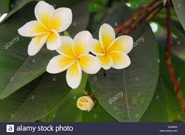 Flowers Temple Tree Or Frangipani Plumeria Rubra Jaipur Stock Photo Alamy