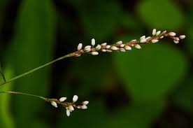 Image result for Persicaria decipiens