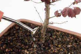 It aims to make the bonsai planting project successful. Bonsai Verliert Blatter Was Kann Man Dagegen Tun Plantura